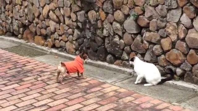 pincher vs cat смотреть онлайн