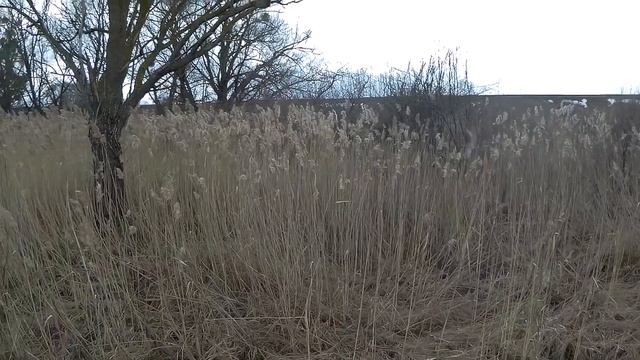 Натаска спаниеля 
