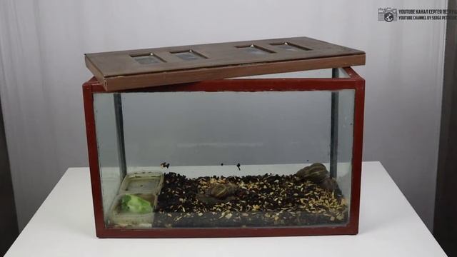 Домашние улитки ахатины. Краткий курс улитководства (содержание, уход, кормление). // Clever Cricke смотреть онлайн