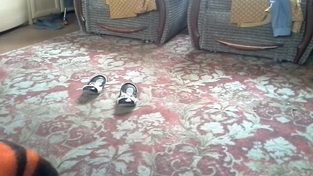 Путешествие тапок Волли и Толли смотреть онлайн