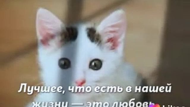 Цитаты:лучшее, что есть в нашей жизни-это любовь смотреть онлайн