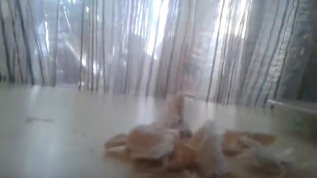 Как приготовить коту вкусную еду. Самое дермовое видео на моем канале. смотреть онлайн