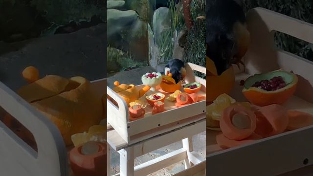 ☕🐿Праздничное чаепитие у белок Превоста смотреть онлайн