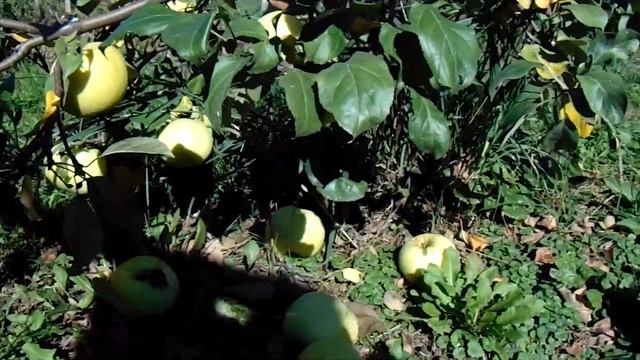 Железов В.К. Нижние скелетные ветки - неприкосновенны! смотреть онлайн