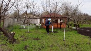 Обработка по Розовому Бутону (до Цветения!)