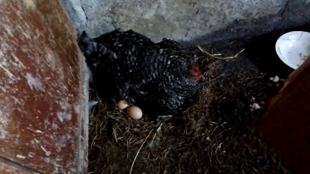 Проведаем квочку Клаву. Подложила основную кладку яиц