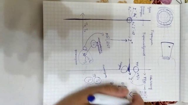 Синтез тиреоидных гормонов (қазақша). Тиреодты гормондардың синтезі.