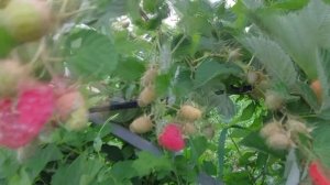 Малина Соколица - летний сорт с шикарной ягодой