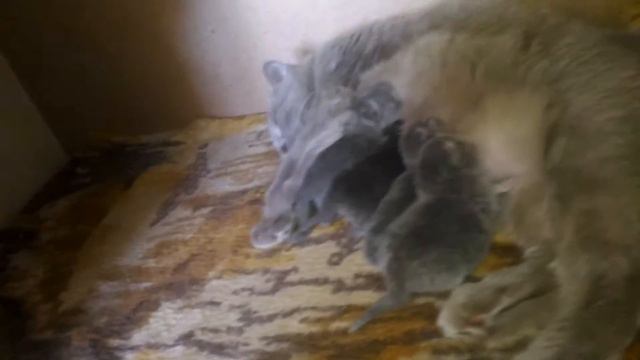 Ксюша кошка и котята кушают смотреть онлайн