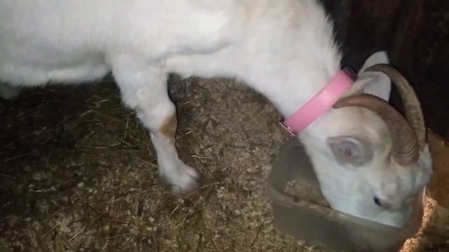 Уход за беременной козой. ?? смотреть онлайн