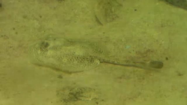 Spotted Caribbean Stingray - Acuario Nacional de Cuba смотреть онлайн