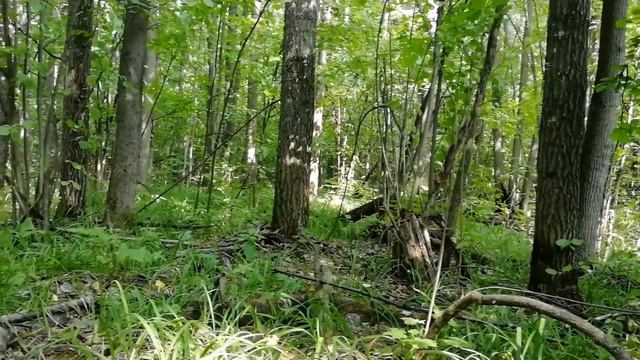 Где найти грибы в засуху. смотреть онлайн