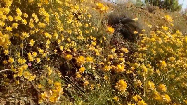 Plantas De Arbolinas Genista Umbellata