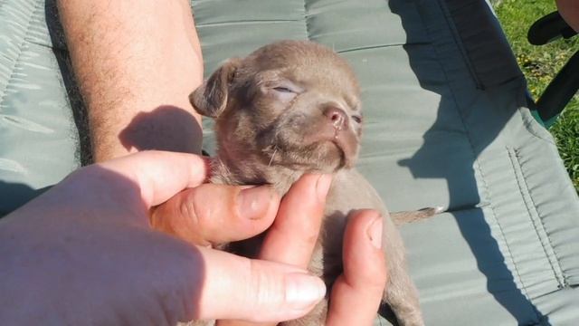 #ЧИХУА ЛИЛОВЫЕ И ШОКОЛАД - ОТКРЫТ РЕЗЕРВ#ЩЕНКИ 1 МЕСЯЦ#ПИТОМНИКМАРИМИСТИК#купитьчихуапродающенков