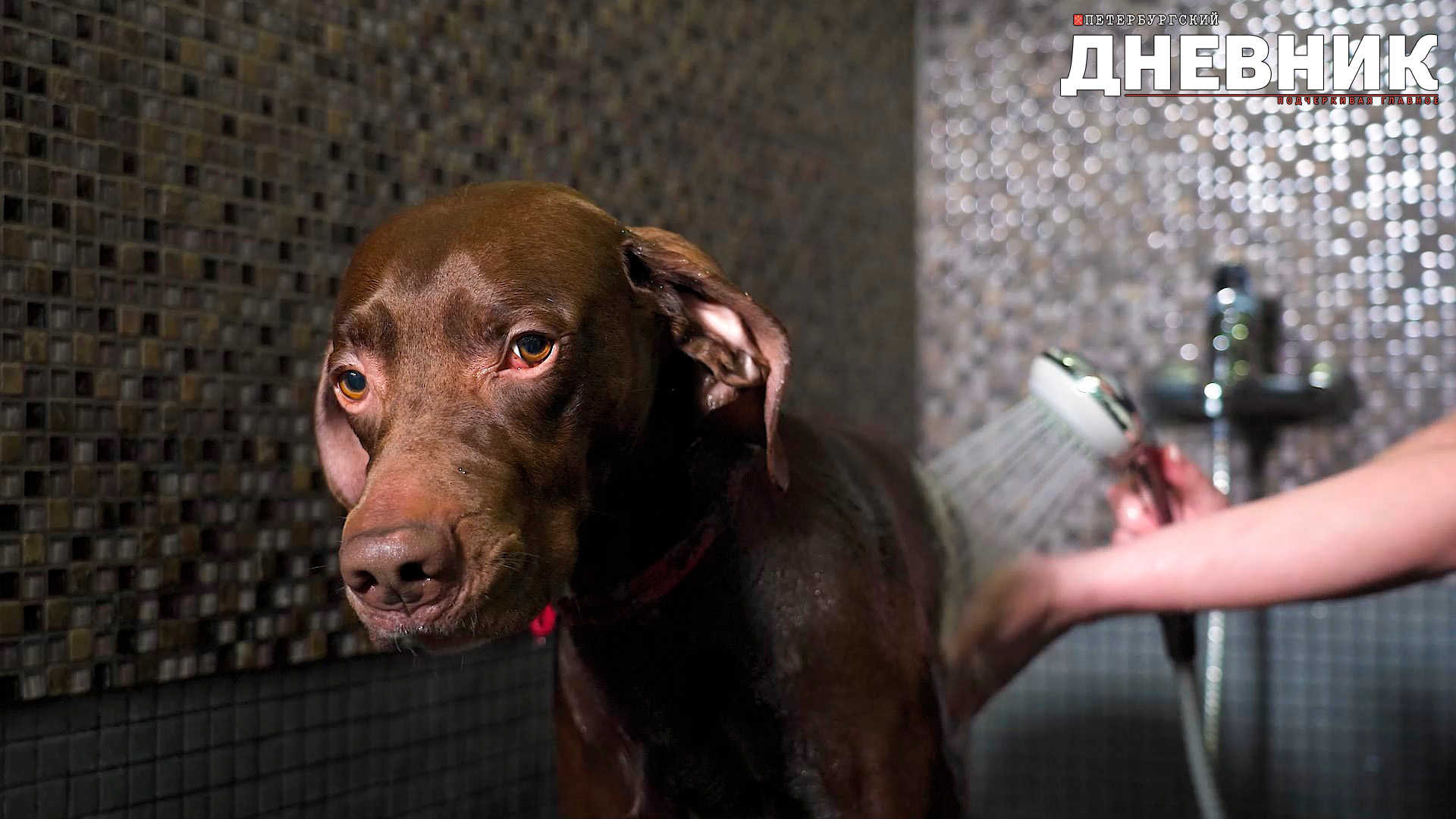 Мой верный друг. Уход за гладкошерстными породами собак