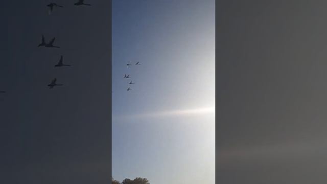 Лебеди летят на Юг смотреть онлайн