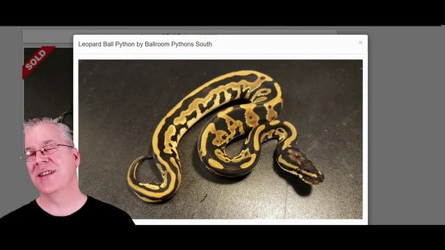 The 'Lesser' vs the 'Mojave' Ball Python (Which is Best?) смотреть онлайн
