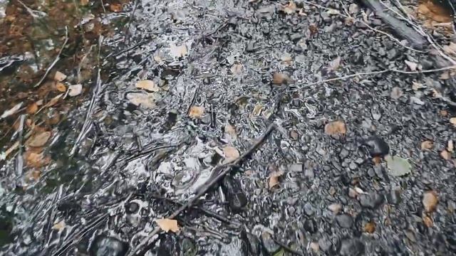 VID 20220816 105630 Дубрава и (через поле) дубрава1981 (Г. Айги)...Павел Васильев Лахтинский смотреть онлайн