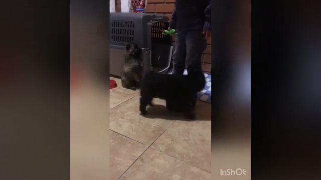 Сегодня у нас приехали два щеночка ненецкой оленегонной лайки - Тамбей и Сабетта смотреть онлайн