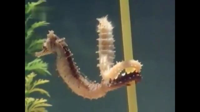 Морские коньки - удивительные рыбы смотреть онлайн