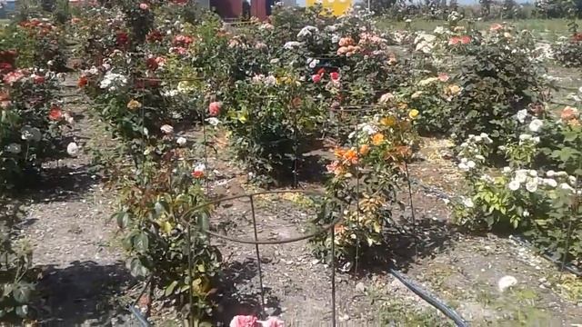 роза плетистая аляска, шиповник и роза, питомник роз полины козловой, rozarium.biz смотреть онлайн
