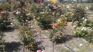 роза плетистая аляска, шиповник и роза, питомник роз полины козловой, rozarium.biz