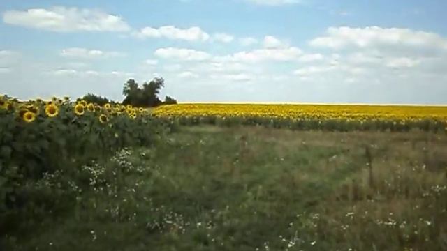 Подсолнечник Майсадур смотреть онлайн