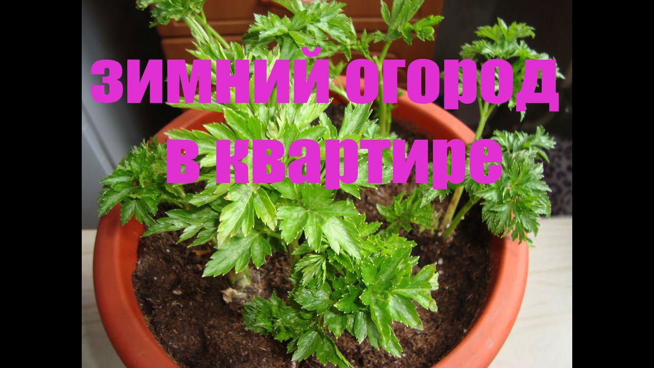 КАКУЮ ЗЕЛЕНЬ МОЖНО ВЫРАСТИТЬ ЗИМОЙ В КВАРТИРЕ .КАК ОРГАНИЗОВАТЬ ЗИМНИЙ ОГОРОД В КВАРТИРЕ ? смотреть онлайн