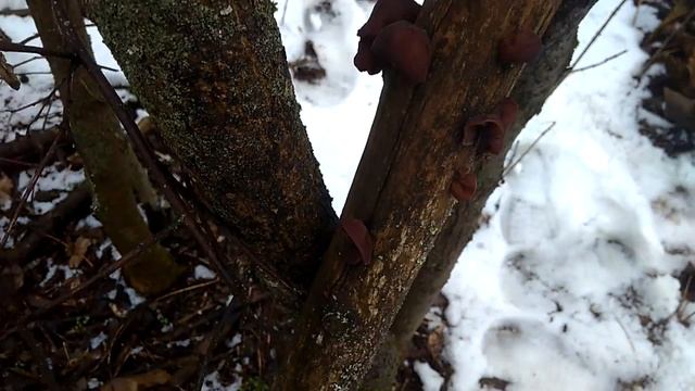 15.03.20018. Тихая охота.