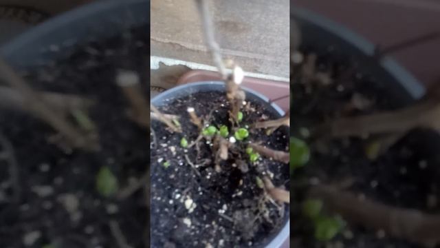 Крупнолистные гортензии. смотреть онлайн