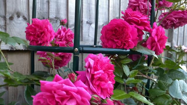 Laguna Climbing rose from Tuincentrum : Kordes fragranced climbing rose #climbingrose #kordesrose смотреть онлайн