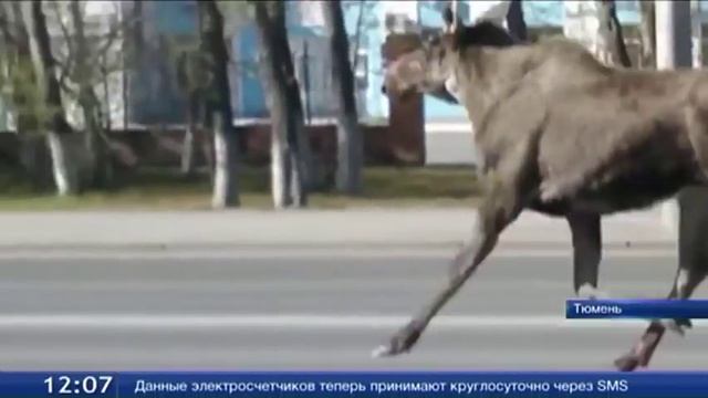 Лосиха, оказавшись в городе, умерла от разрыва сердца смотреть онлайн