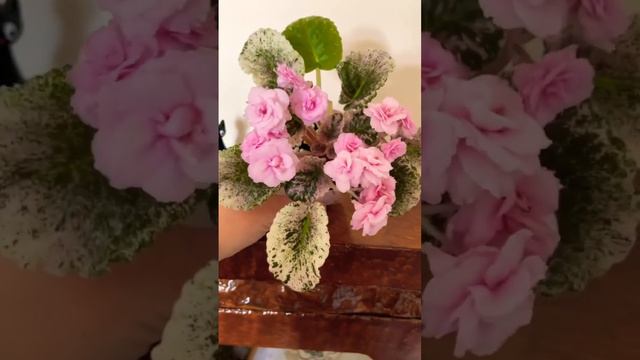 #Rose Bouquet #gül Buketi Değil Bildiğiniz Afrika Menekşesi 🥰daha Fazlası Için Sayfama Bekliyorum