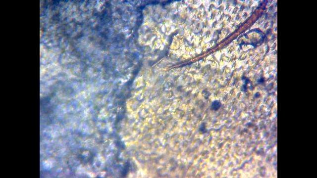 Лунный копр (ЭПС, В.С. Гребенников) / Copris Lunaris (CSE, V.S. Grebennikov)