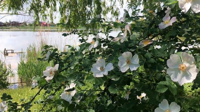 Зарисовка №3 - Весна. Кривой Рог , Украина смотреть онлайн