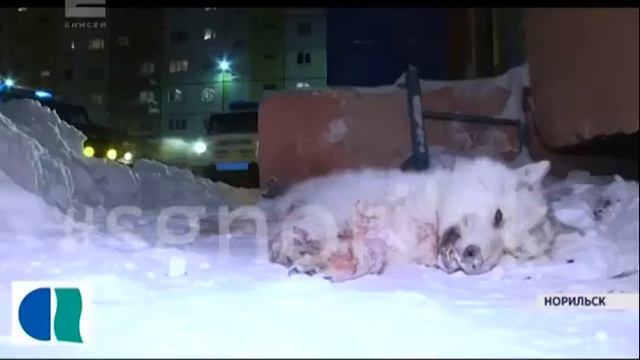 Норильские полицейские застрелили волка, который покусал трёх человек смотреть онлайн