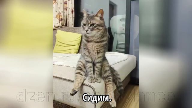 О чем вам рассказала бы кошка, если бы могла говорить смотреть онлайн