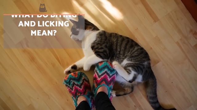 100 FACTS About CATS That May SURPRISE You ?? смотреть онлайн