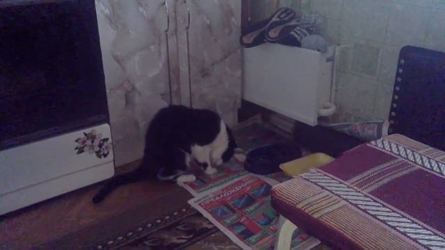 Мой кот Васька!!! смотреть онлайн