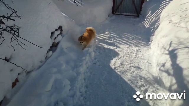 Деревенская зимняя сказка! Первые признаки весны))) смотреть онлайн