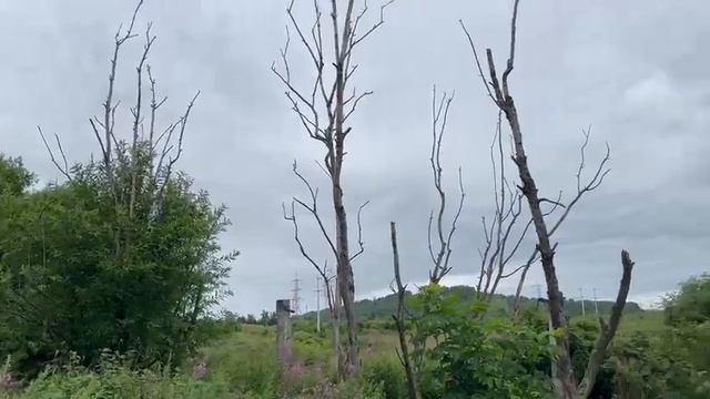 Канализация на почву = мертвые деревья.Берег реки Авача.Экология Камчатка.Экосистема.Заповедный кра смотреть онлайн