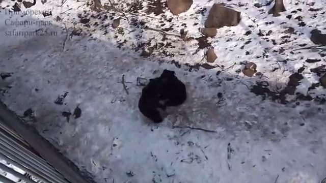 ВЫПУСК БУРЫХ МЕДВЕДЕЙ ПОСЛЕ ЗИМЫ В БОЛЬШОЙ ПАРК смотреть онлайн