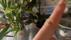 Создаем террариумы из пластиковых контейнеров для древолазов!