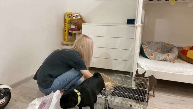 ВЛОГ: Какава Я красота.Уборка у крыс. Все новые и старые чехлы на айфоны. смотреть онлайн