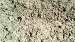 Как правильно сажать горох.