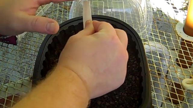 Planting "Stone Face" Lithops Seeds смотреть онлайн