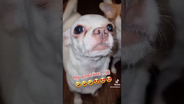 #приколы #собаки #озвучка #тикток смотреть онлайн