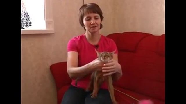 Любимчик. Абиссинская кошка смотреть онлайн