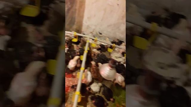 21 день бройлер голошейка смотреть онлайн