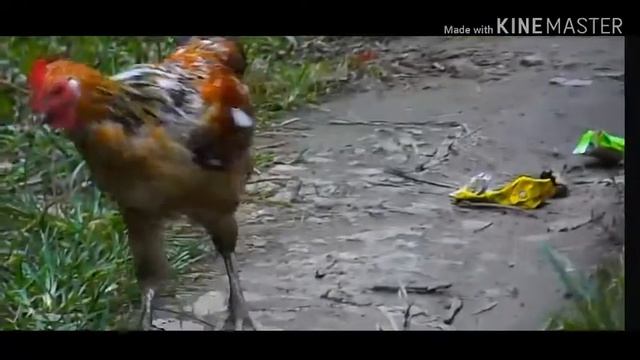 Video test of NIKON COLLPIX L810 || নিকণ কেমেৰাৰ ভিডিও আৰু ফটো টেষ্ট || смотреть онлайн